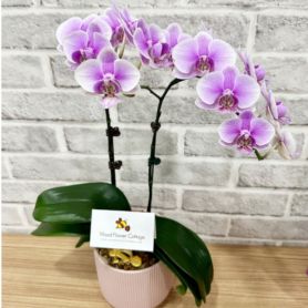Phalaenopsis Orchids Pot 