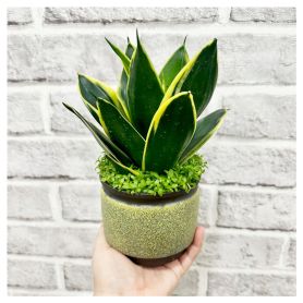 Snake Plant - Cleanliness and Tenacity
