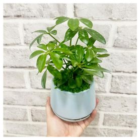 Umbrella Plant Pot - Protection and Growth