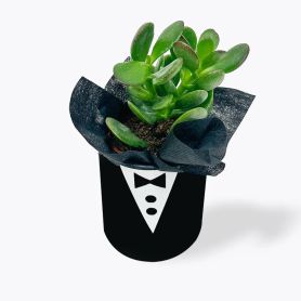 Mr Succulent